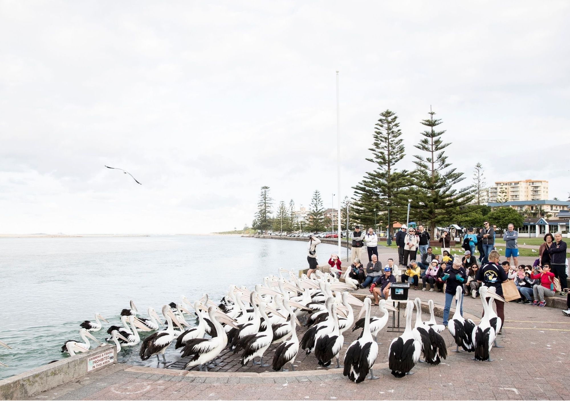 pelicans being fed at Pelican Plaza, The Entrance.