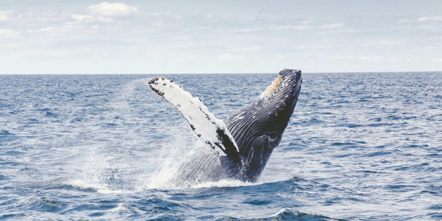 Humpback whale breaching off the Central Coast during the annual whale watching season near The Entrance.Humpback whale breaching off the Central Coast during the annual whale watching season near The Entrance.