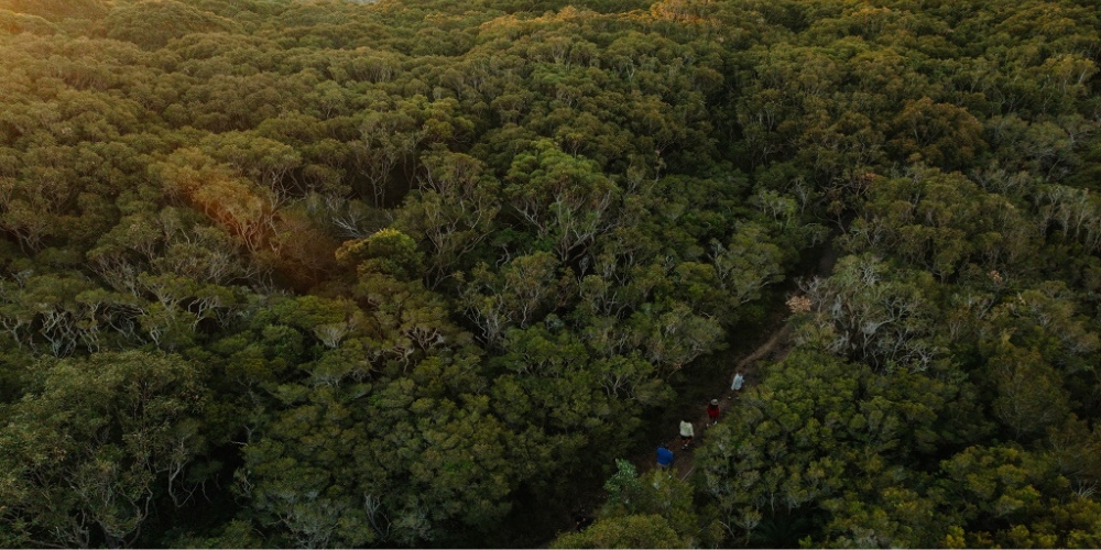 Aerial view of walkers on a bushland trail surrounded by native forest in Wyrrabalong National Park on the Central Coast.